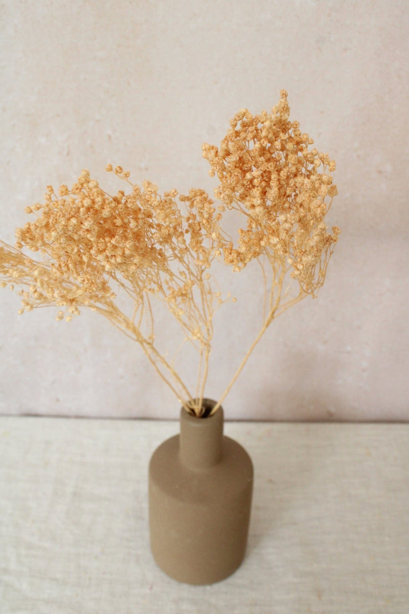 Vasenglück Trockenblumen 1 Stiel Broom Bloom | Dunkel Creme