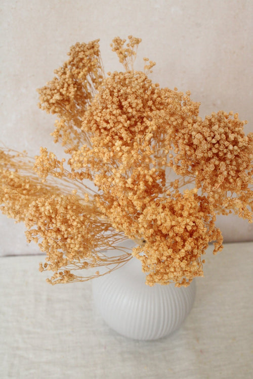 Vasenglück Trockenblumen Broom Bloom | Dunkel Creme