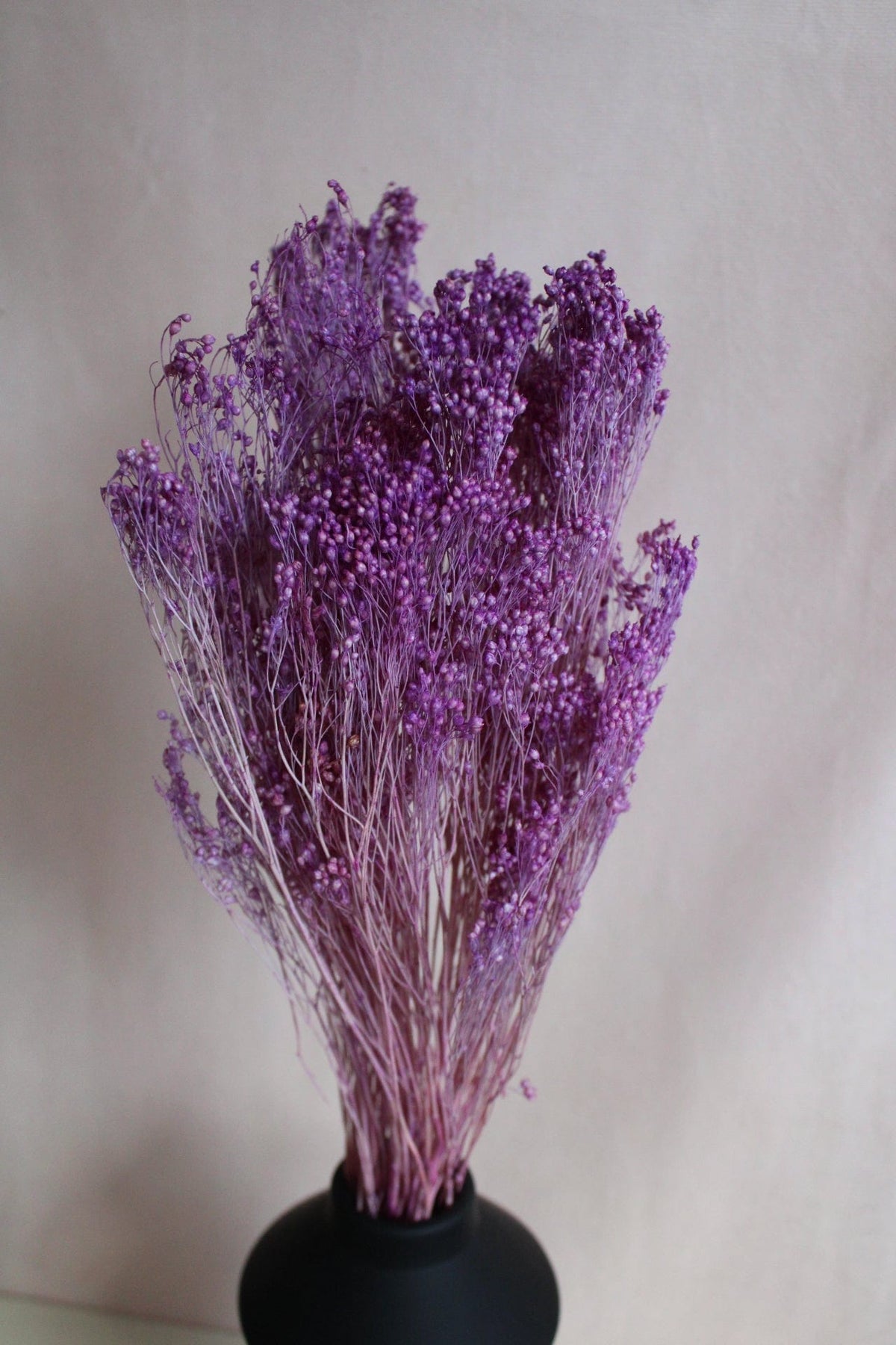 Broom Bloom Dunkel Lila 30cm - Trockenblumen