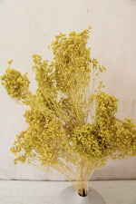 Vasenglück Trockenblumen Broom Bloom | Kiwigrün