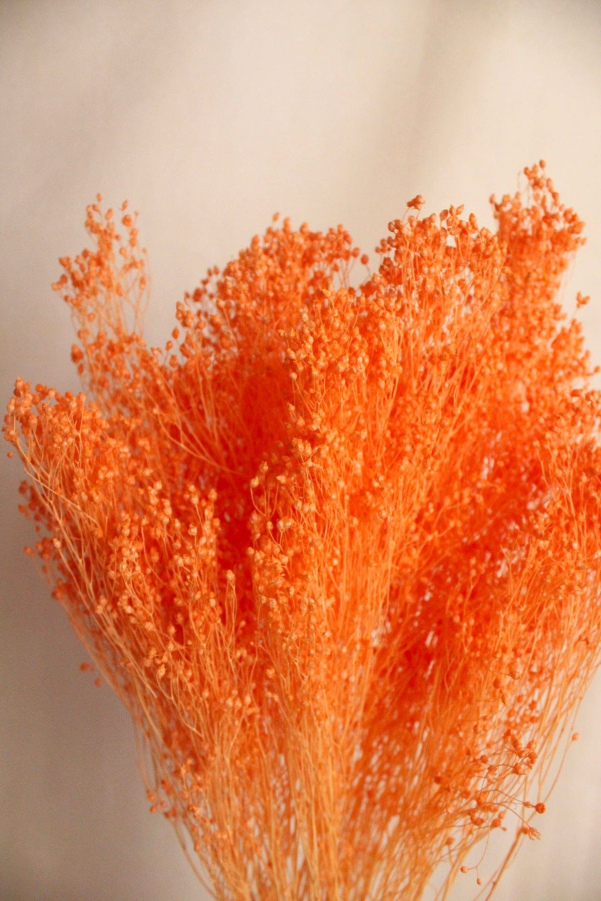 Vasenglück Trockenblumen Broom Bloom | Lachs