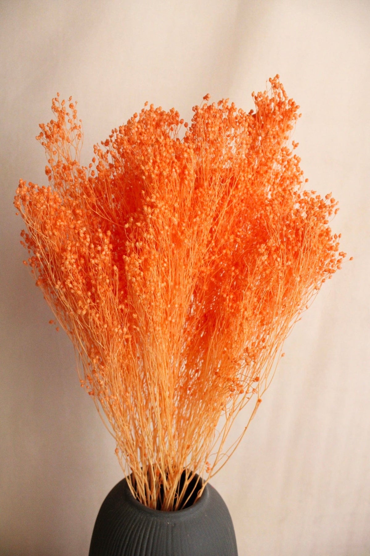 Vasenglück Trockenblumen Broom Bloom | Lachs