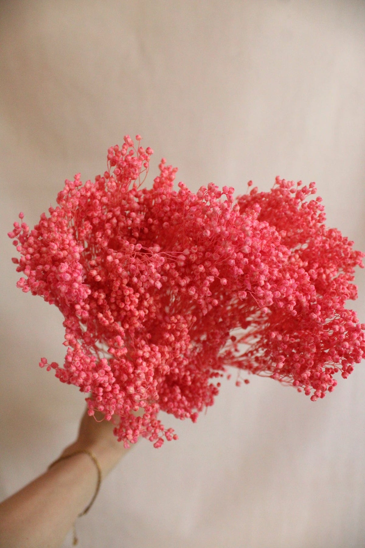 Vasenglück Trockenblumen Broom Bloom | Pink