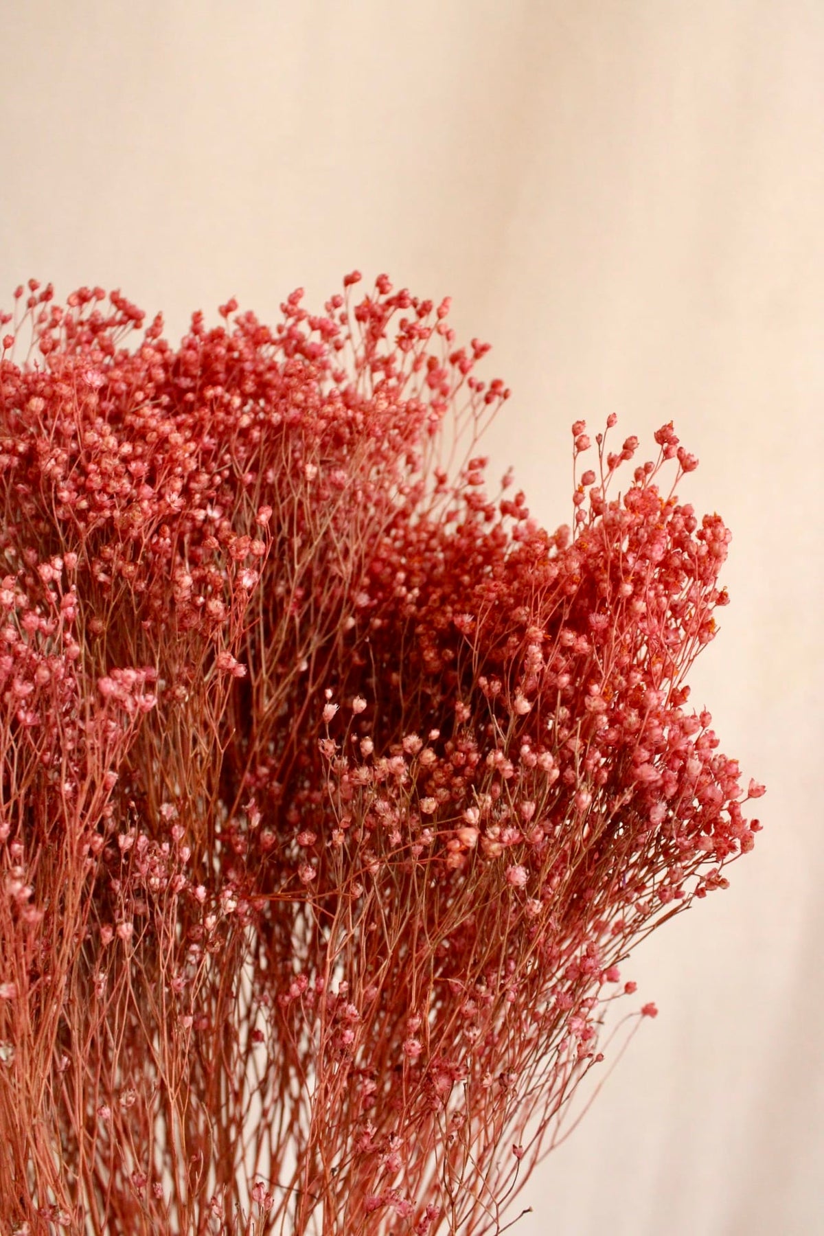 Vasenglück Trockenblumen Broom Bloom | Rotbraun