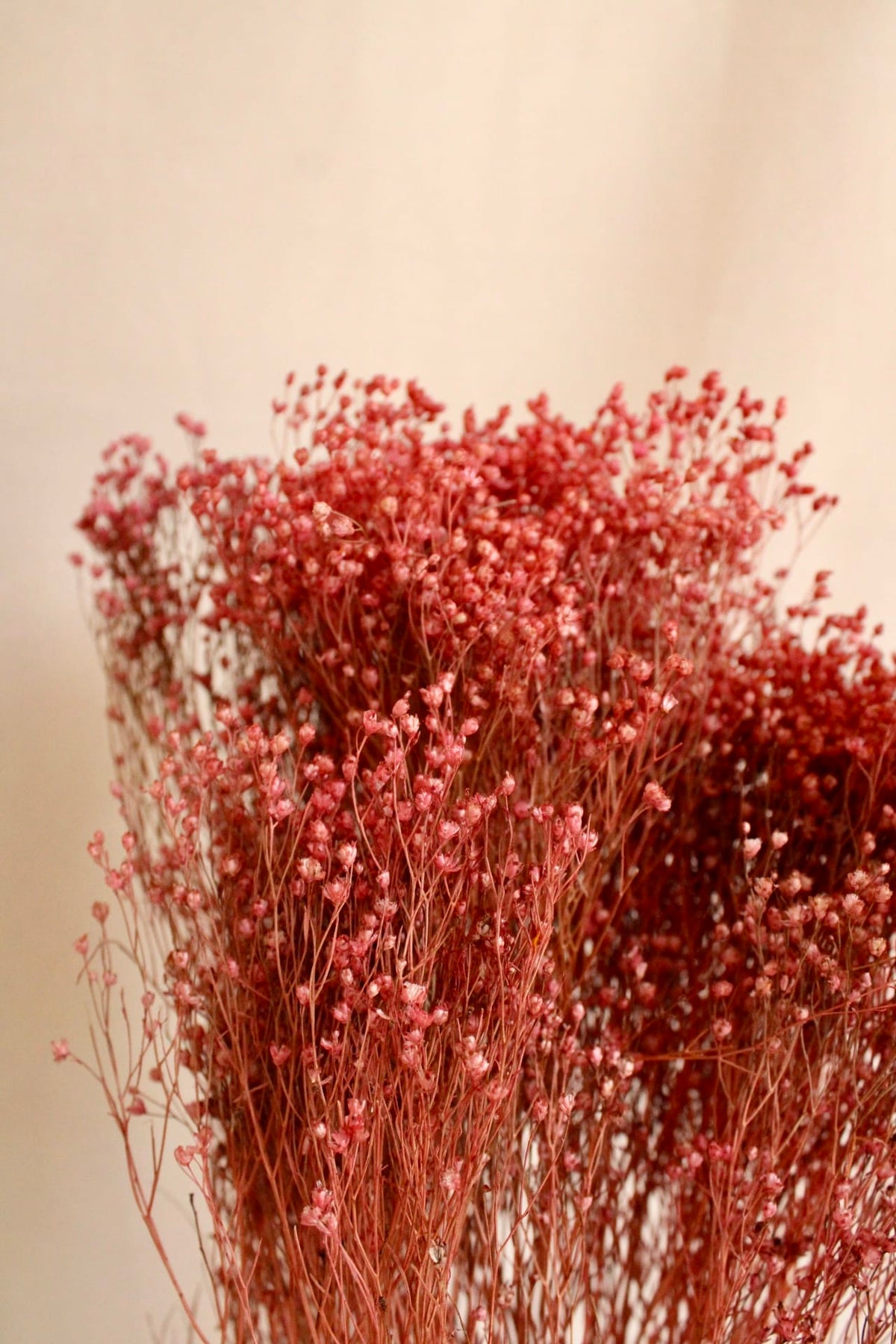 Vasenglück Trockenblumen Broom Bloom | Rotbraun