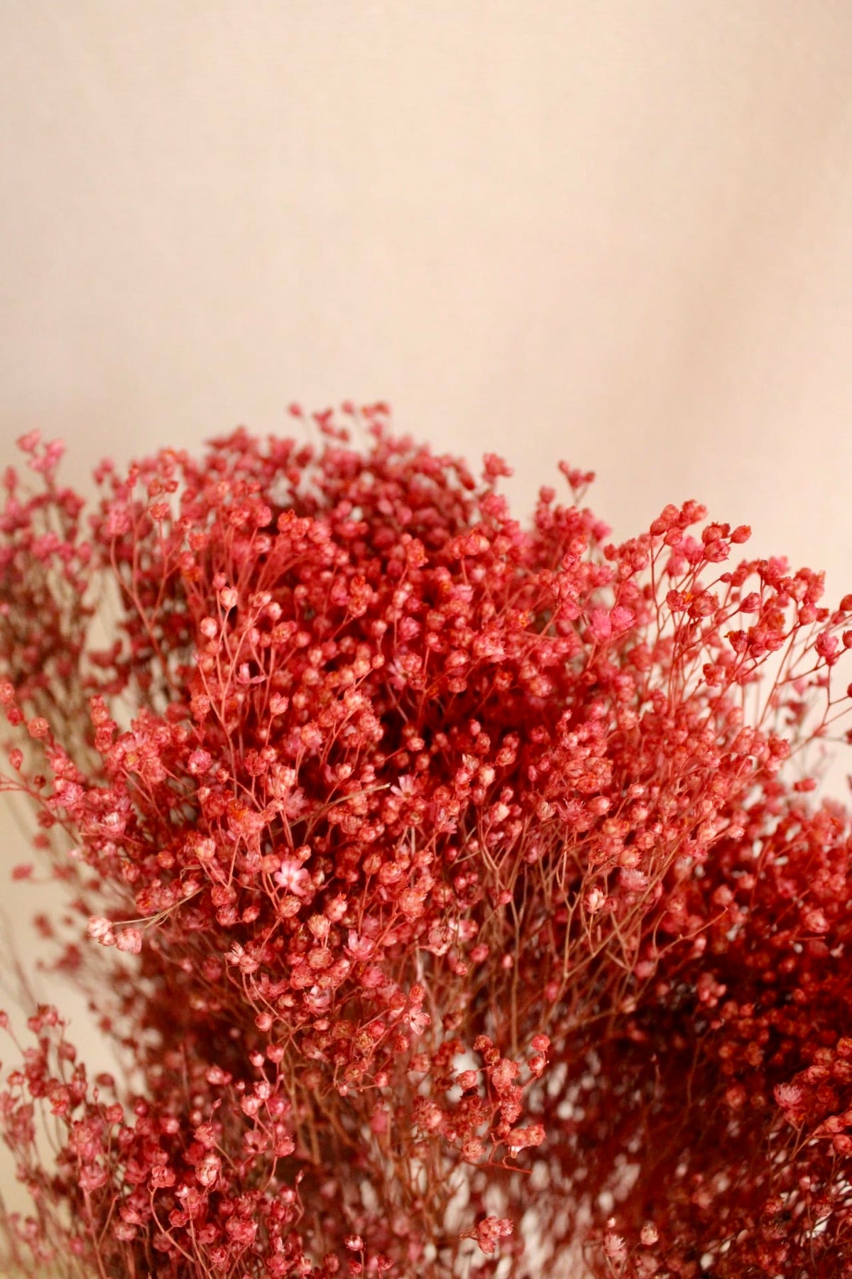 Vasenglück Trockenblumen Broom Bloom | Rotbraun