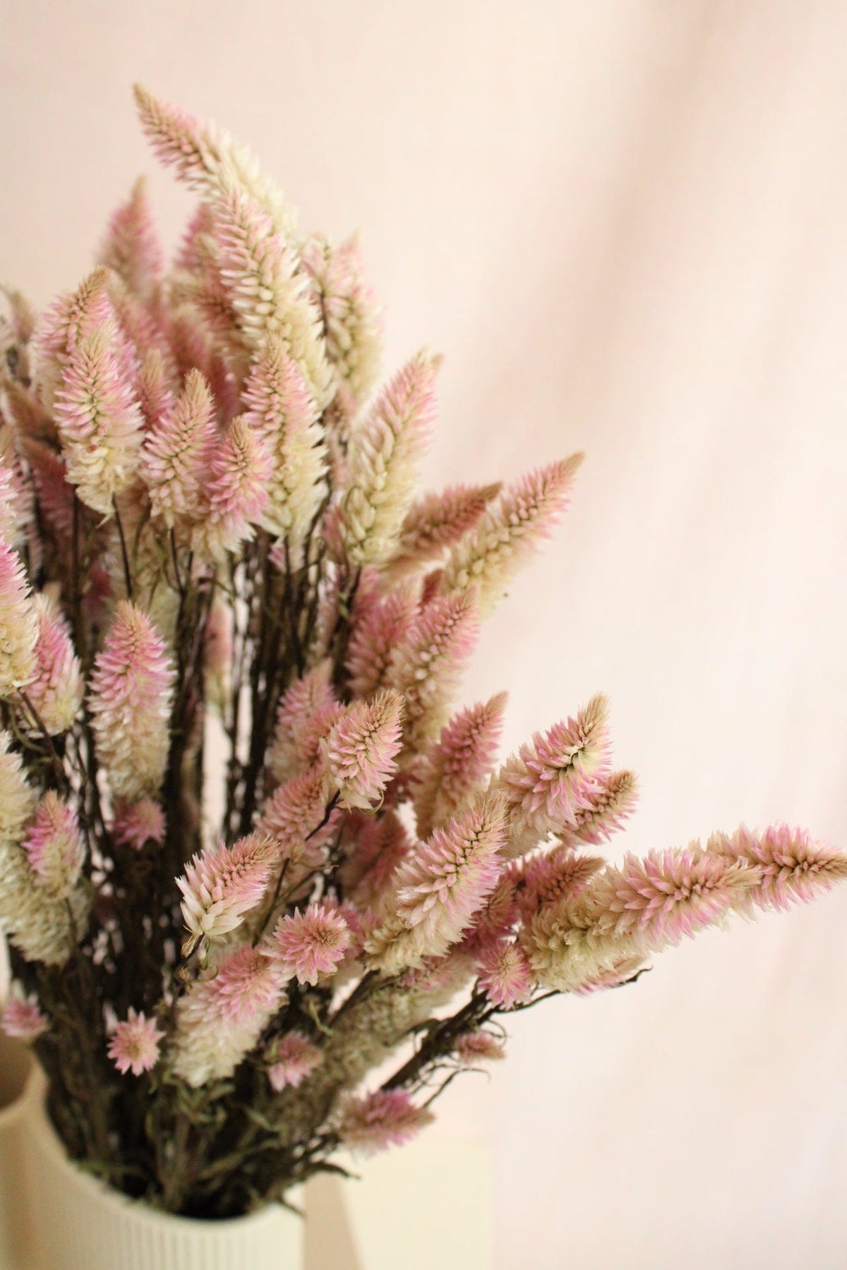 Vasenglück Trockenblumen Celosia | Rosa Natur