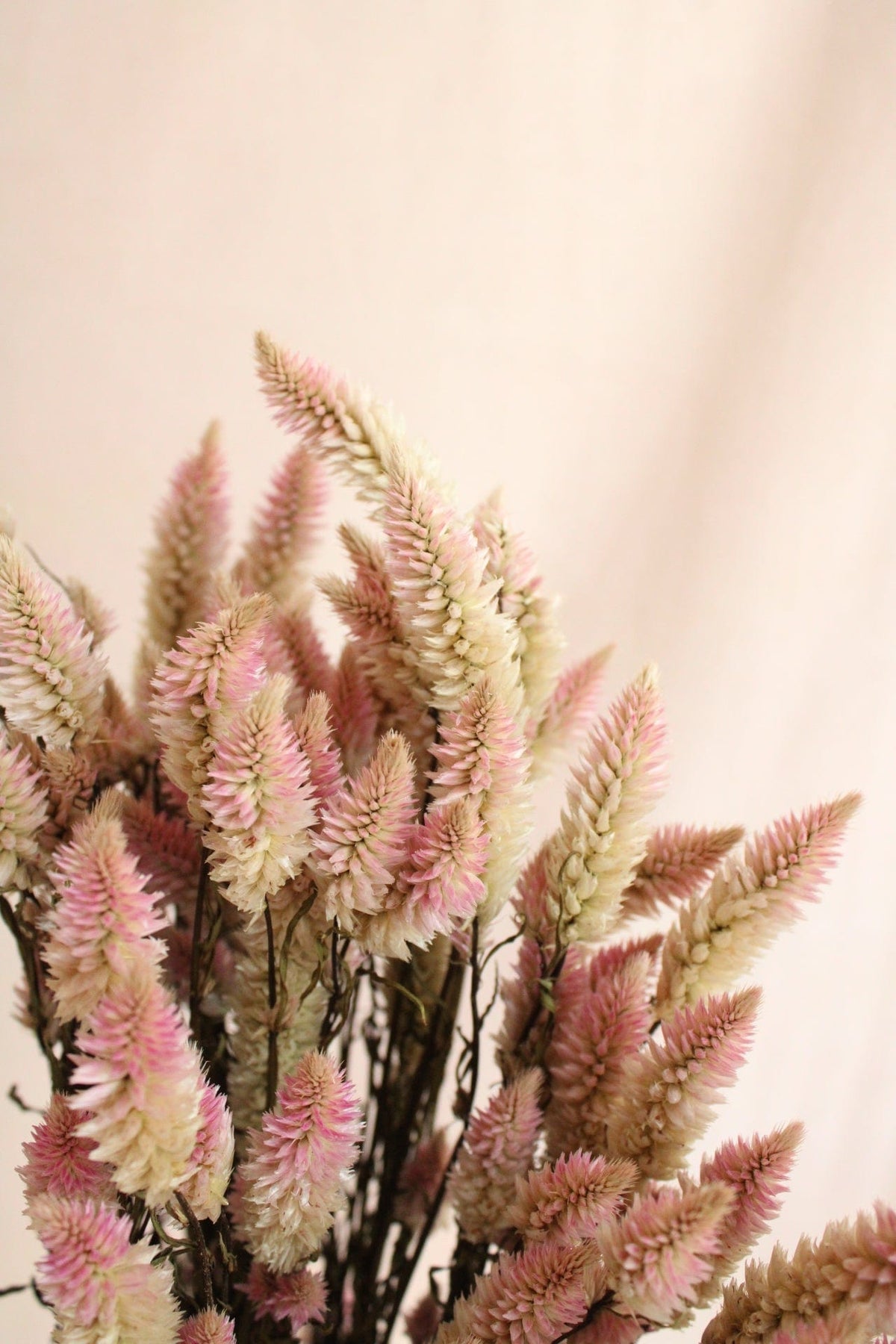 Vasenglück Trockenblumen Celosia | Rosa Natur