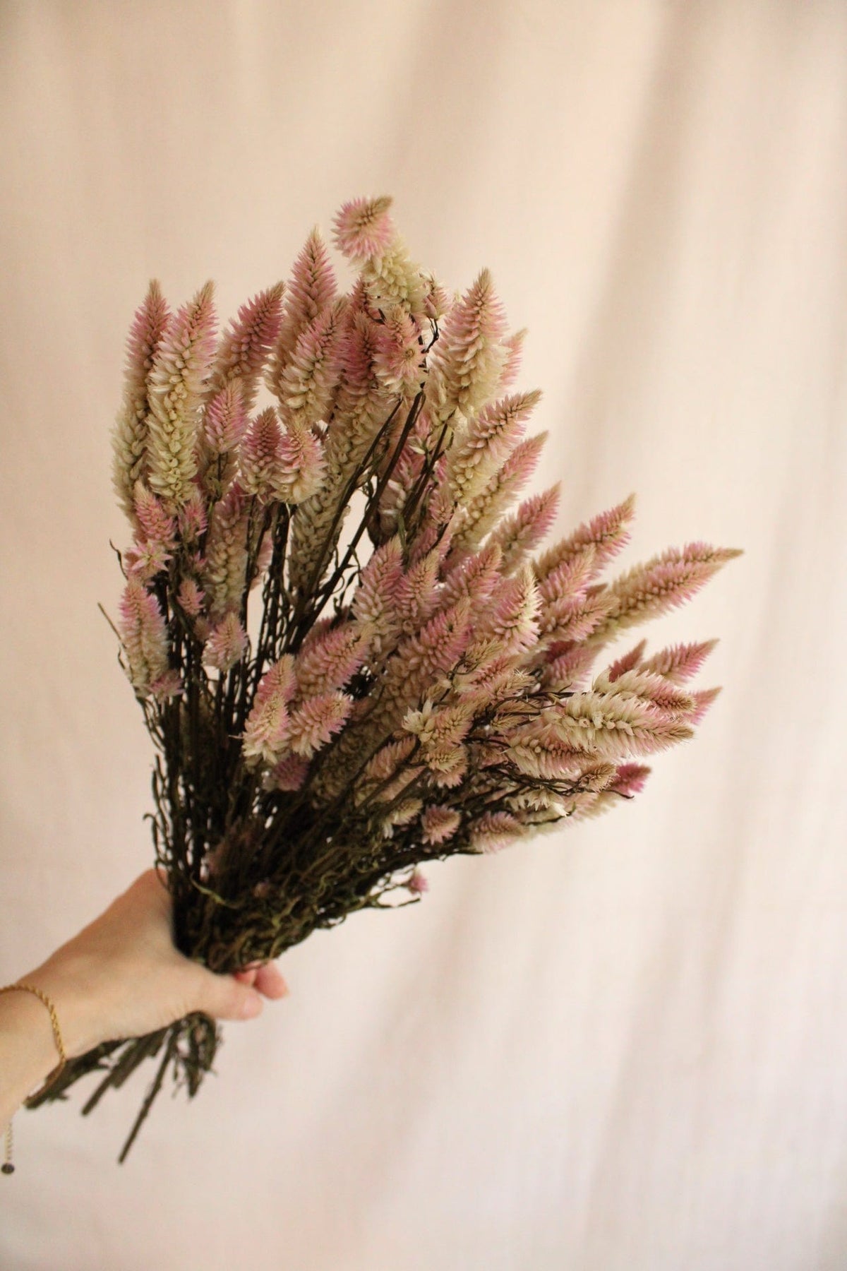 Vasenglück Trockenblumen Celosia | Rosa Natur