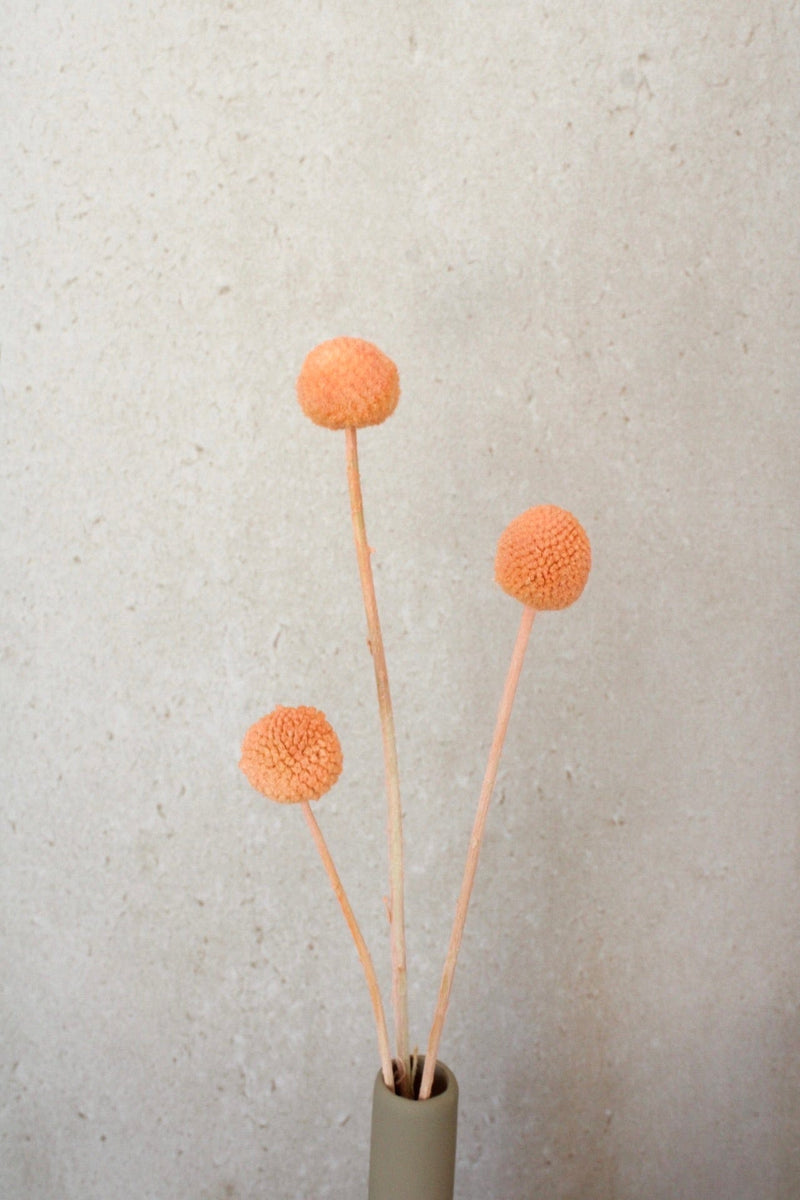 Vasenglück Trockenblumen Craspedia | Apricot