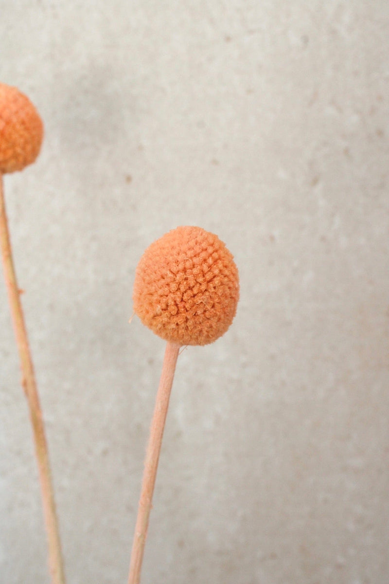 Vasenglück Trockenblumen Craspedia | Apricot