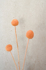 Vasenglück Trockenblumen Craspedia | Apricot