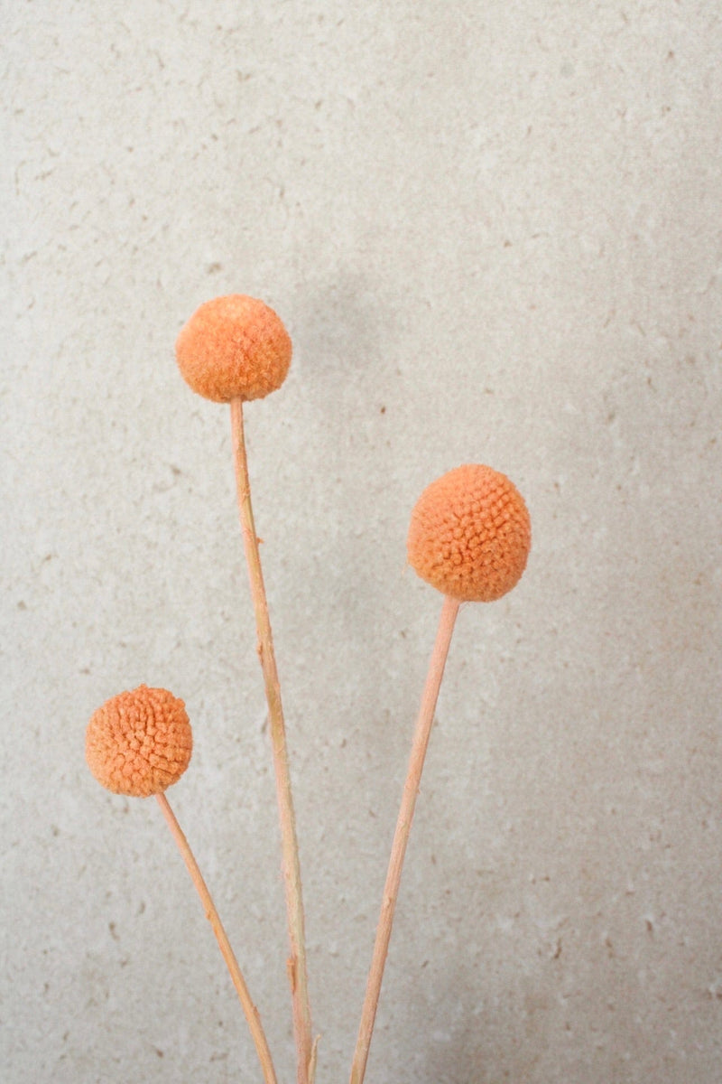 Vasenglück Trockenblumen Craspedia | Apricot