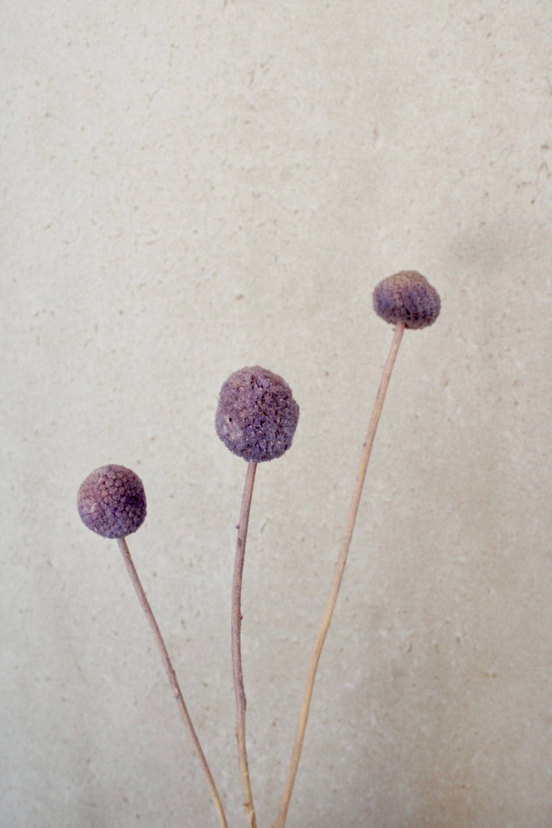 Vasenglück Trockenblumen Craspedia | Lila