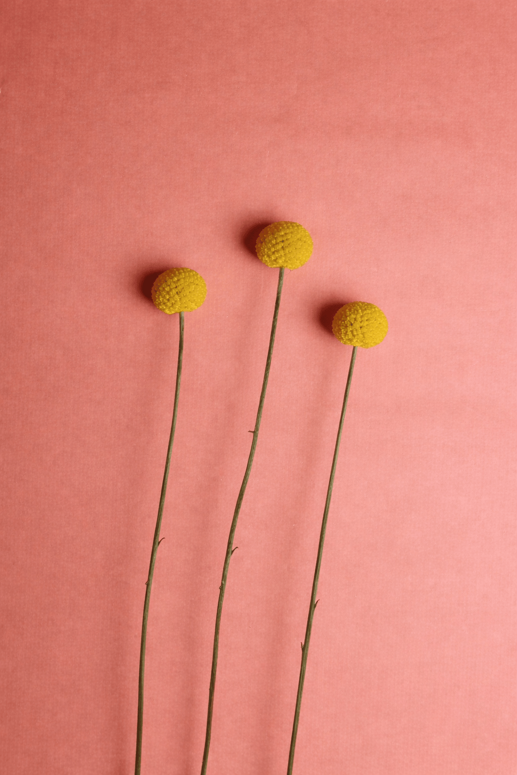 Vasenglück Trockenblumen 3 Stiele Craspedia | Natur Gelb