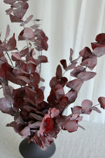 Vasenglück Trockenblumen Eukalyptus Cinerea konserviert | 1 Bund | Dunkelrot