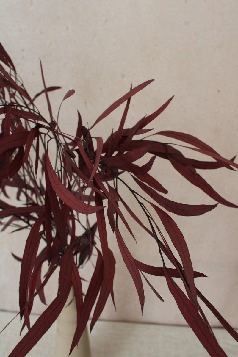 Vasenglück Trockenblumen Eukalyptus Nicoli konserviert | 1 Bund | Dunkelrot