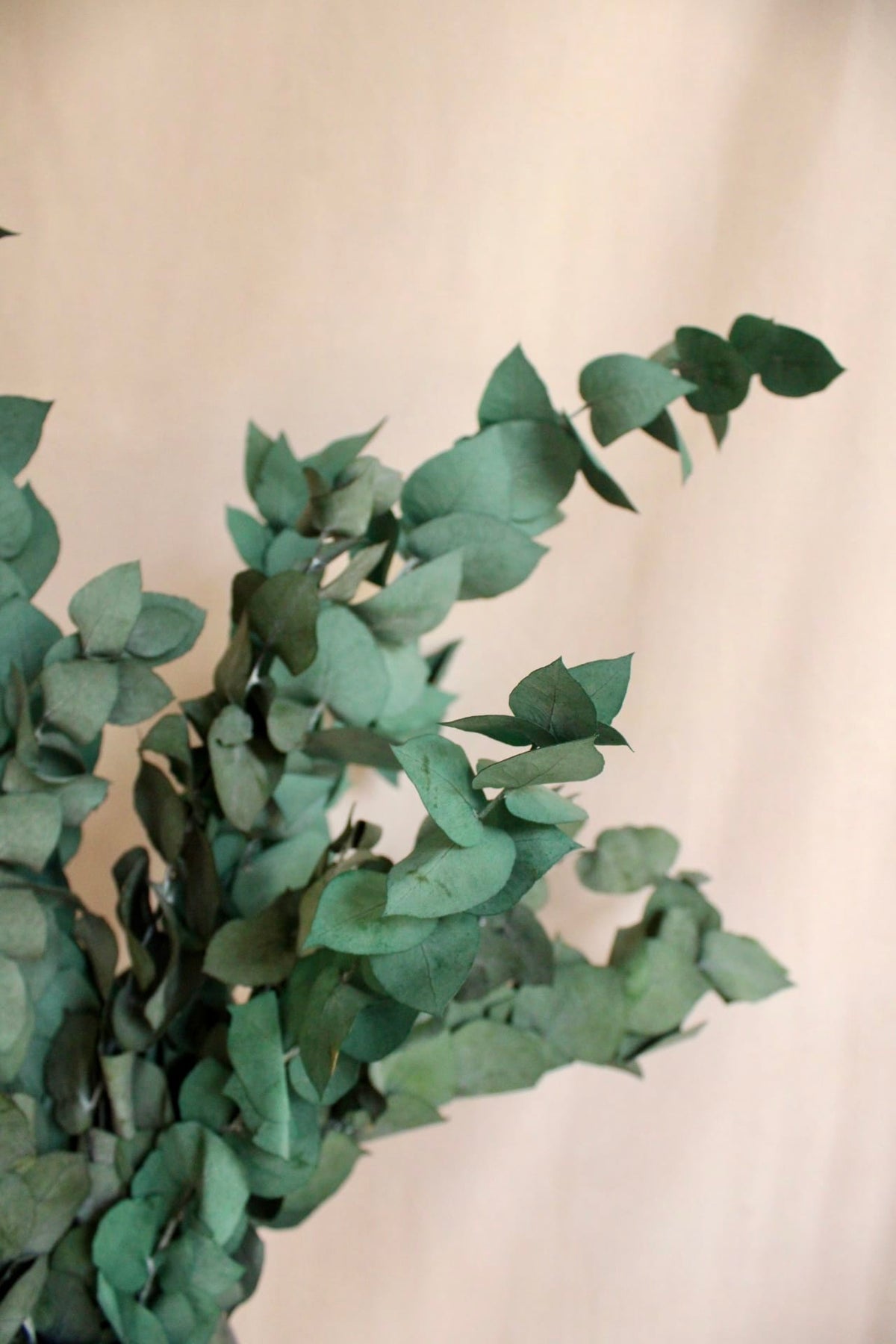 Vasenglück Trockenblumen Eukalyptus Stuartiana konserviert | Grün