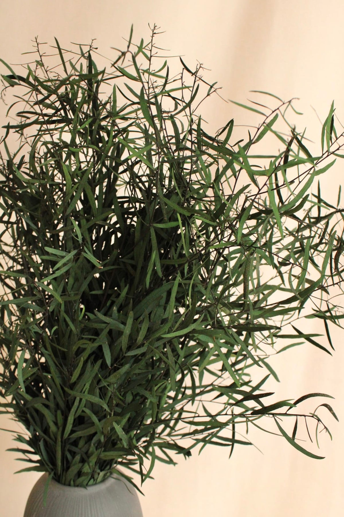 Vasenglück Trockenblumen Eukalyptus Zarter Nicoli konserviert | Grün