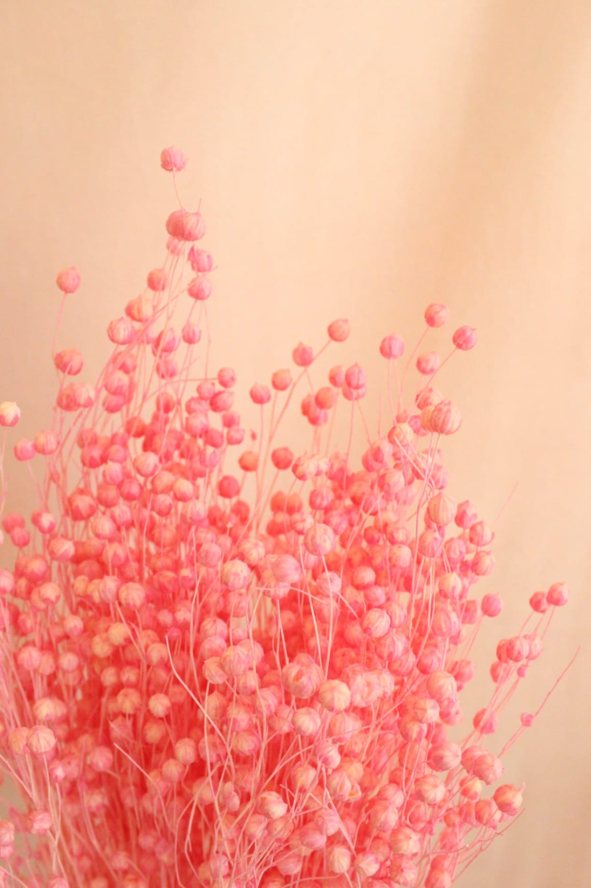 Vasenglück Trockenblumen Flachs | Rosa