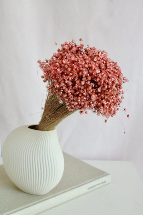 Vasenglück Trockenblumen Glixia | Altrosa