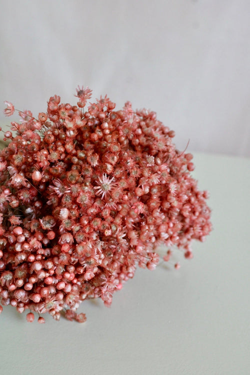Vasenglück Trockenblumen Glixia | Altrosa