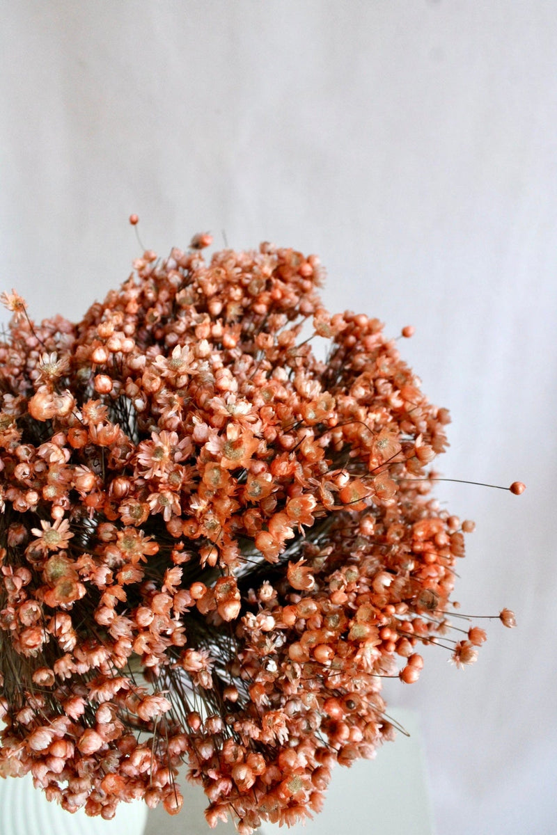 Vasenglück Trockenblumen Glixia | Apricot
