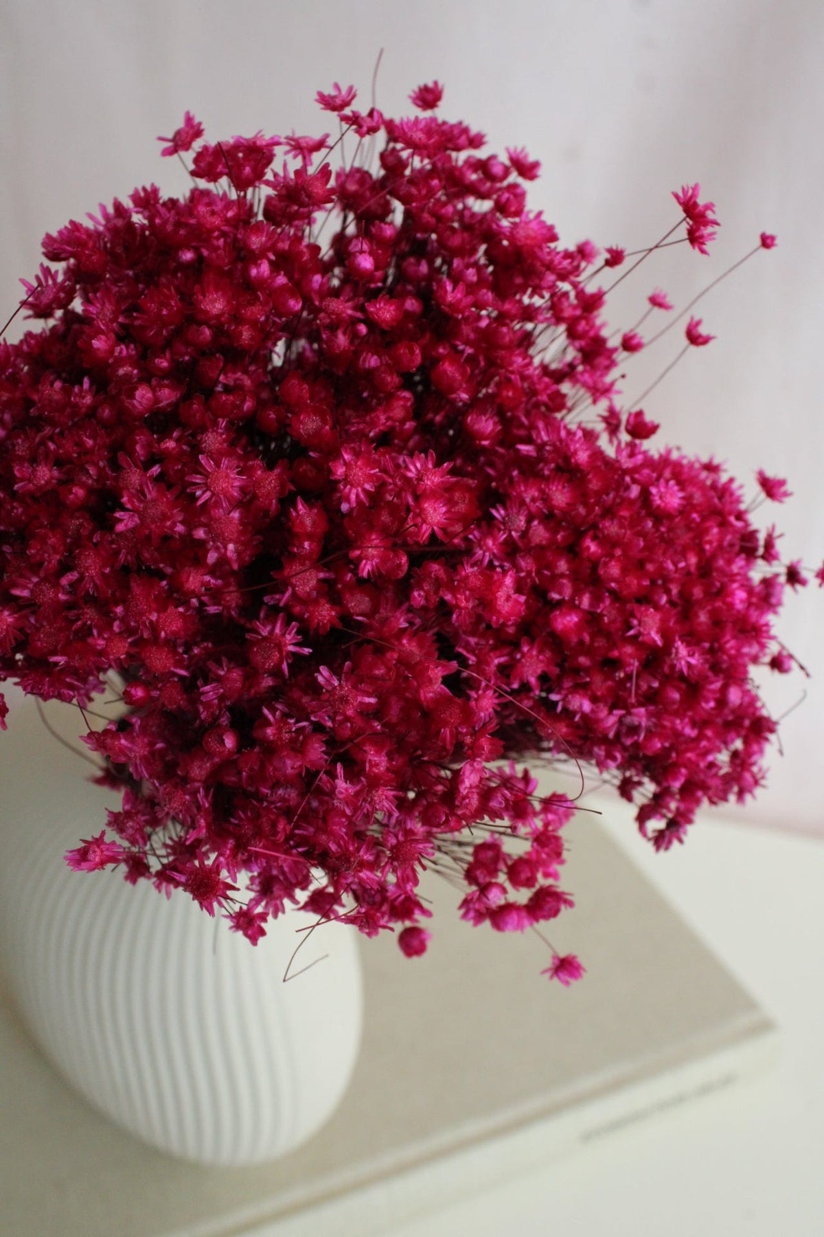 Vasenglück Trockenblumen Glixia | Beerenrot