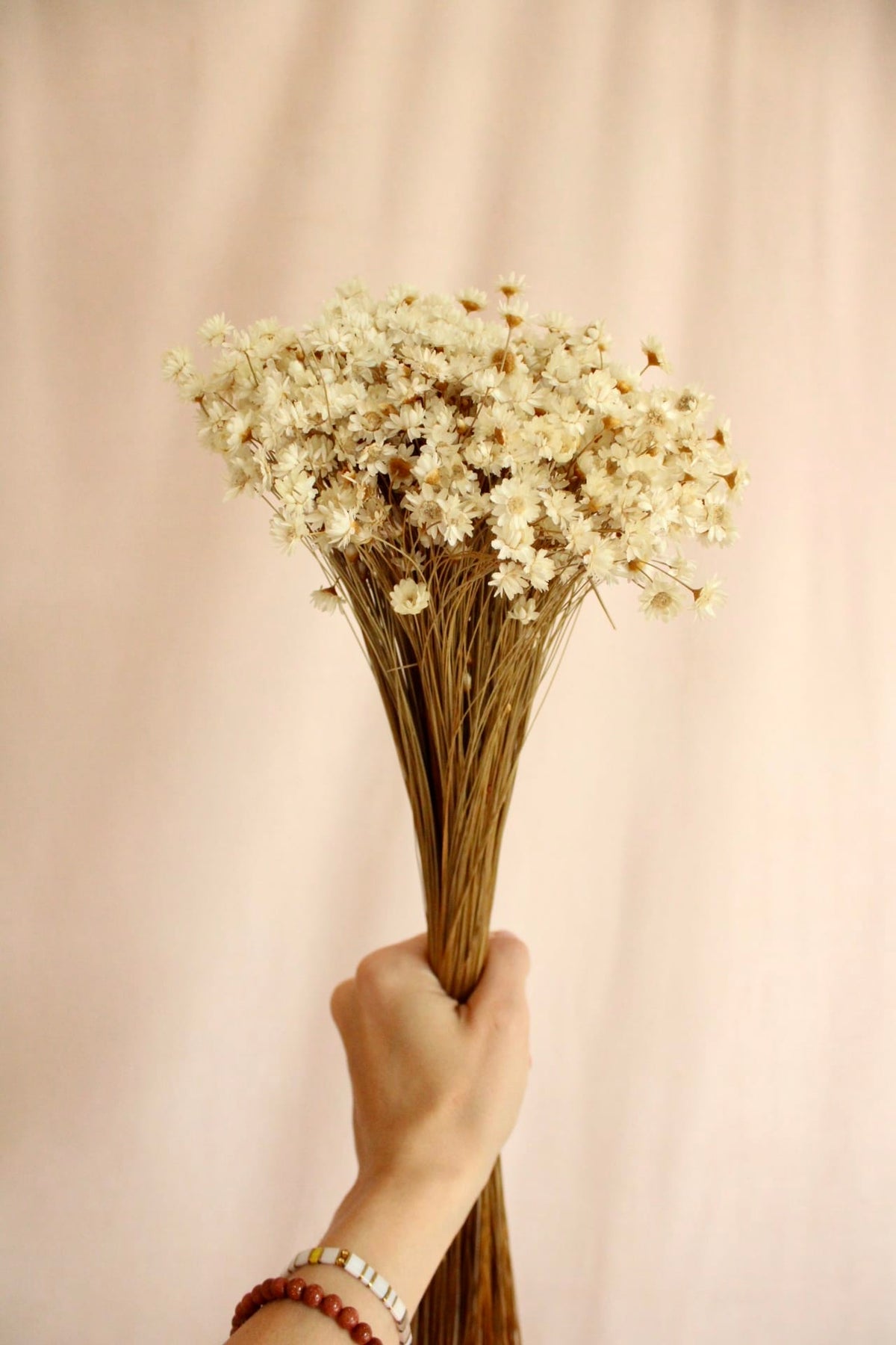 Vasenglück Trockenblumen Glixia | Creme