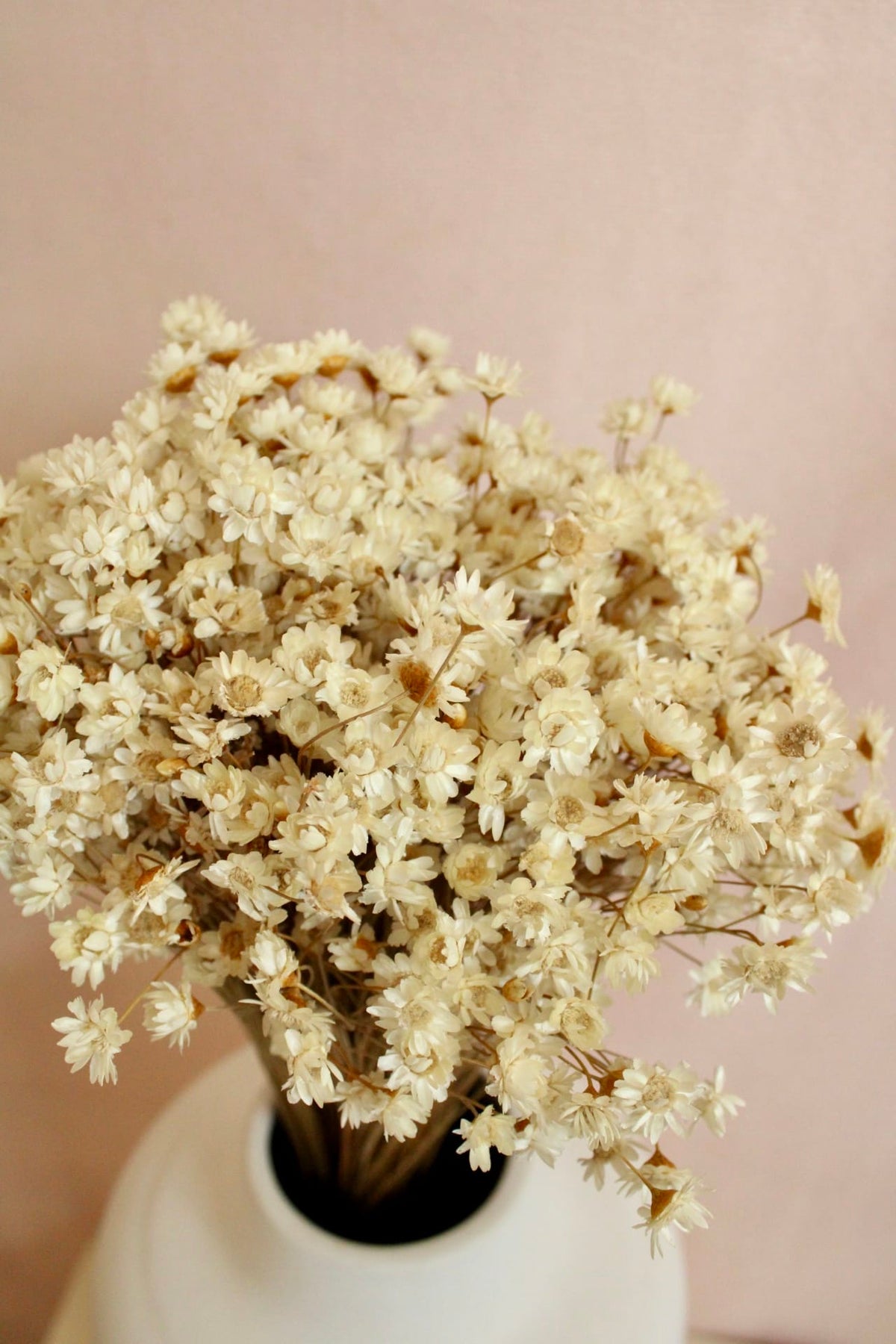 Vasenglück Trockenblumen Glixia | Creme
