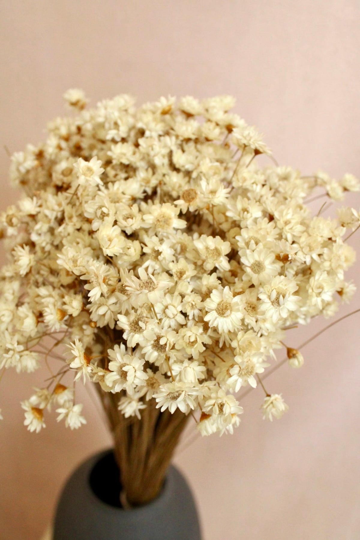 Vasenglück Trockenblumen Glixia | Creme