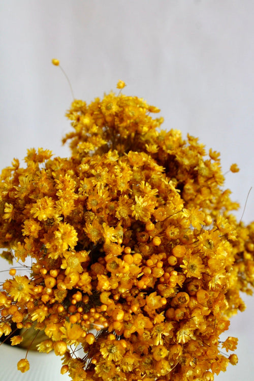 Vasenglück Trockenblumen Glixia | Gelb