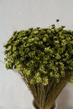 Vasenglück Trockenblumen Glixia | Grün