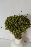 Vasenglück Trockenblumen Glixia | Grün