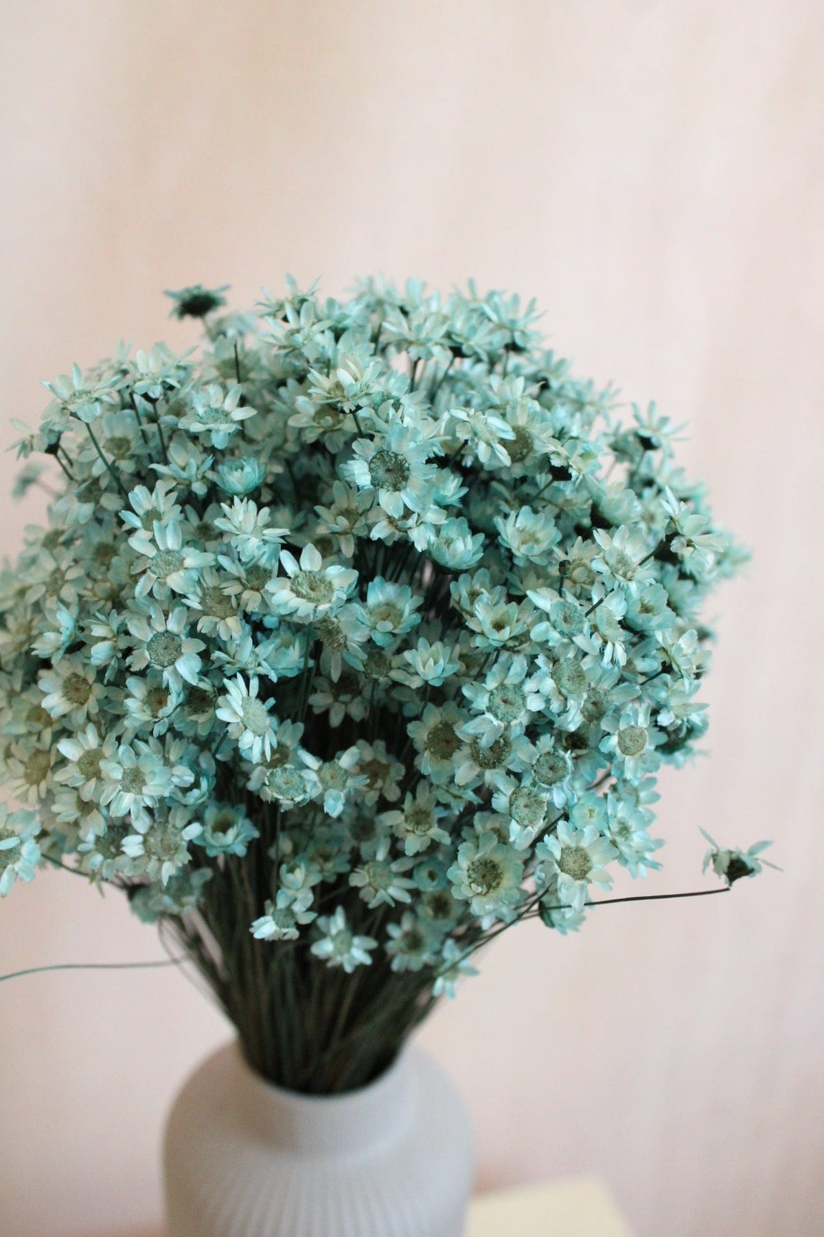 Vasenglück Trockenblumen Glixia | Hellblau
