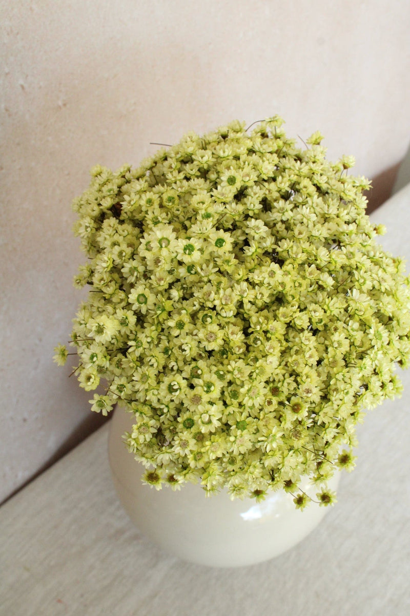 Vasenglück Trockenblumen Glixia | Hellgrün