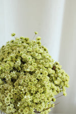 Vasenglück Trockenblumen Glixia | Hellgrün