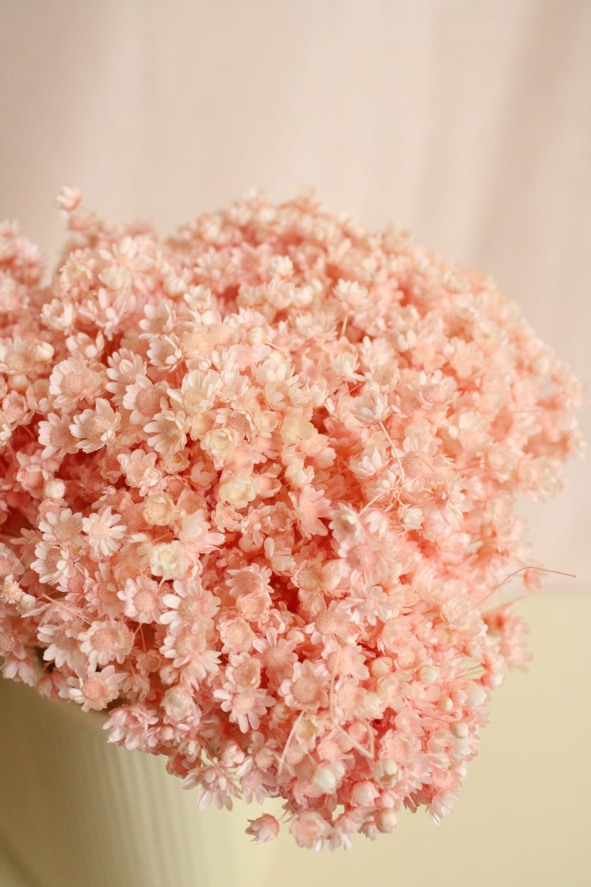 Vasenglück Trockenblumen Glixia | Hellrosa