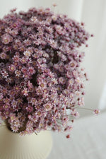 Vasenglück Trockenblumen Glixia | Lila