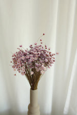 Vasenglück Trockenblumen Glixia | Lila