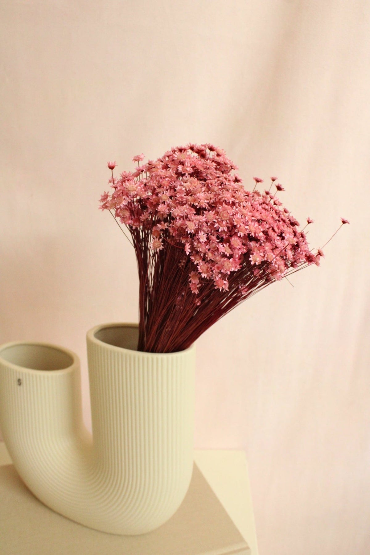 Vasenglück Trockenblumen Glixia | Rosa
