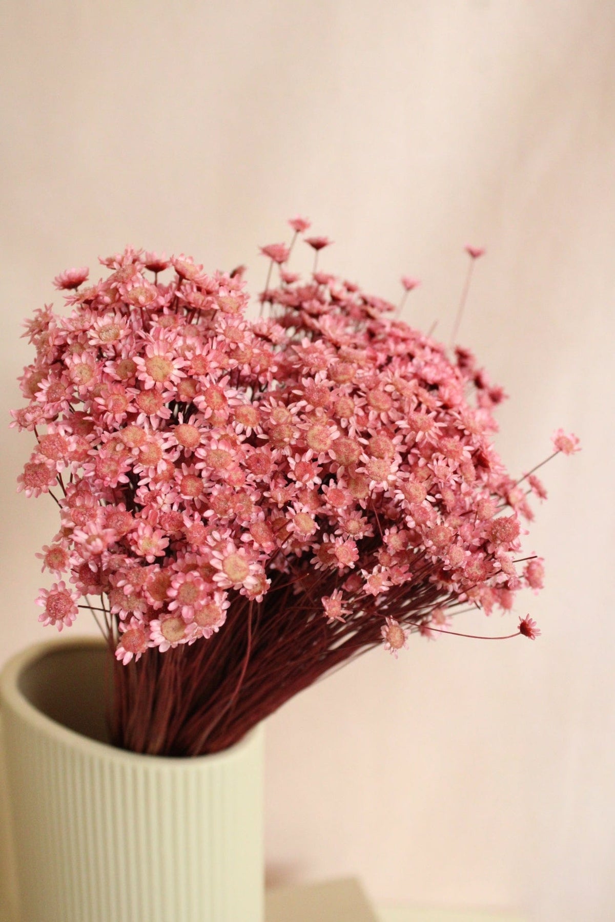 Vasenglück Trockenblumen Glixia | Rosa