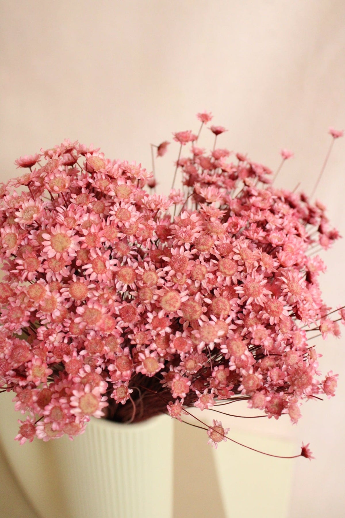 Vasenglück Trockenblumen Glixia | Rosa