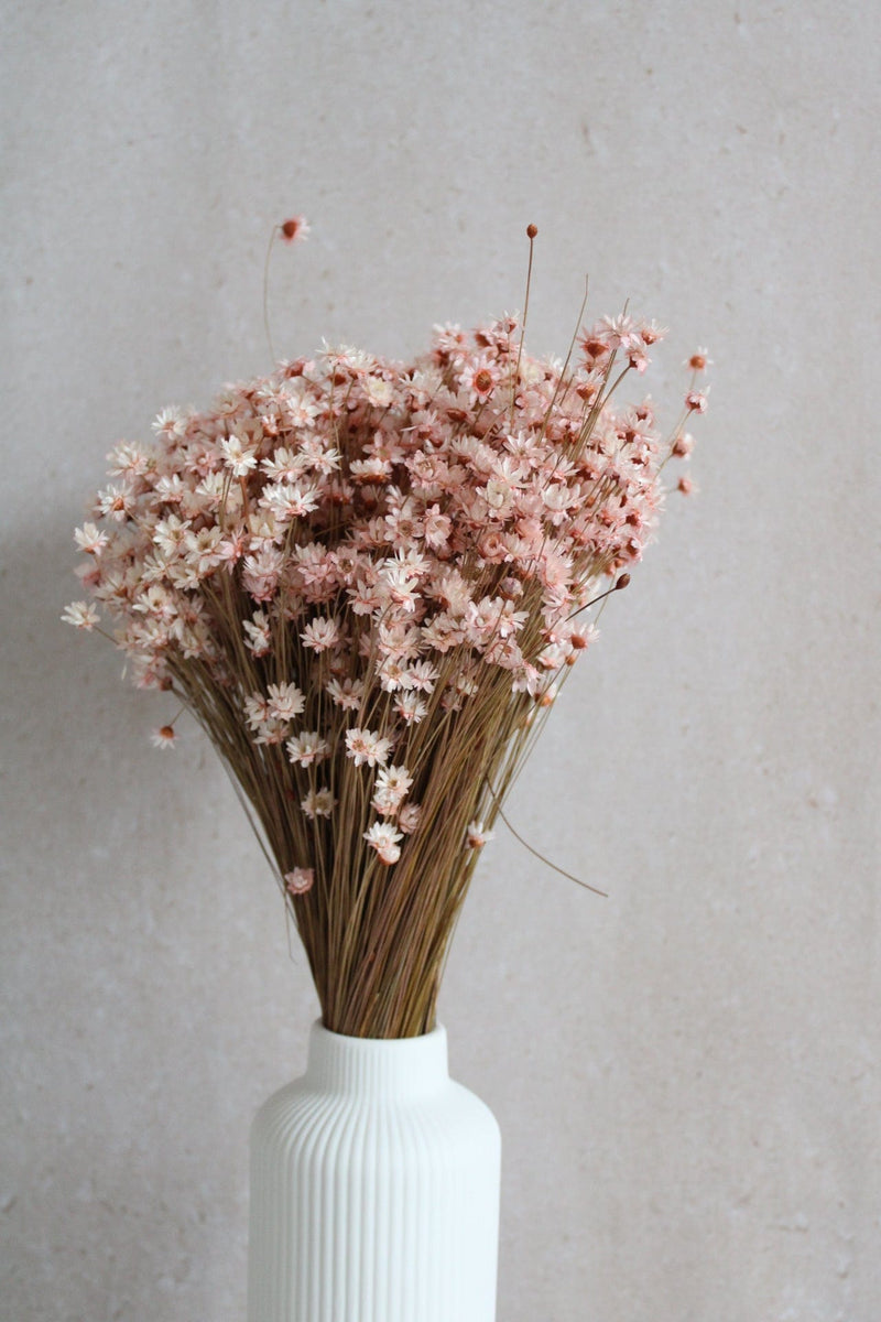 Vasenglück Trockenblumen Glixia | Rosa