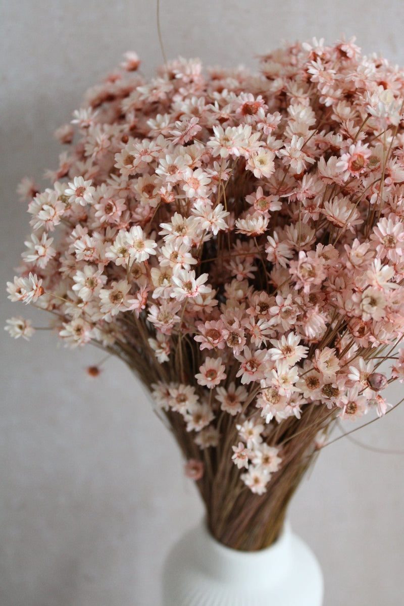 Vasenglück Trockenblumen Glixia | Rosa