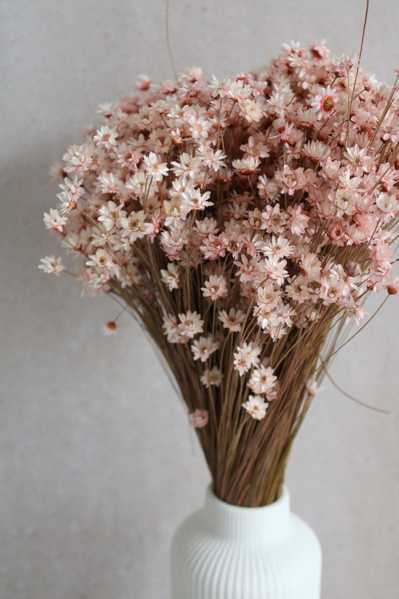 Vasenglück Trockenblumen Großes Bund Glixia | Rosa