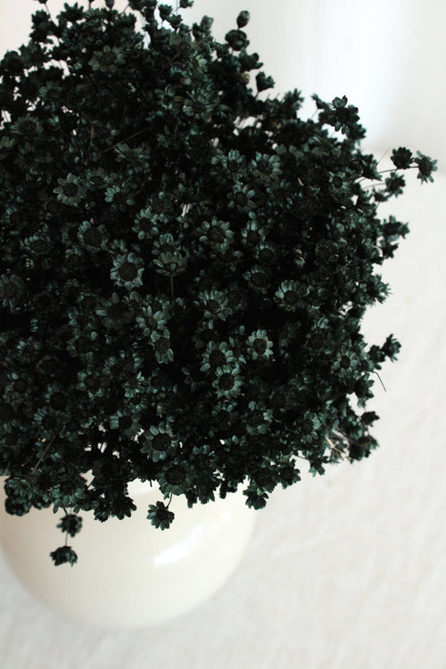 Vasenglück Trockenblumen Glixia | Schwarz