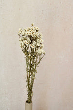 Vasenglück Trockenblumen Ixodia | 1 Stiel | Natur