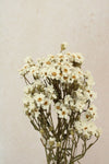 Vasenglück Trockenblumen Ixodia | 1 Stiel | Natur