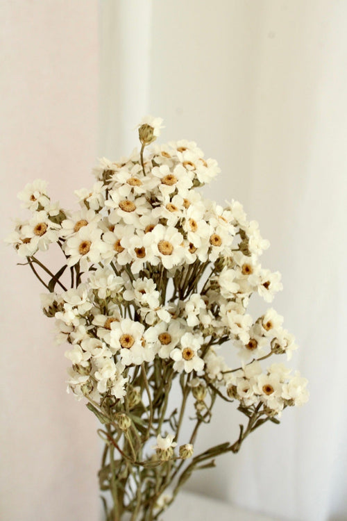 Vasenglück Trockenblumen Ixodia | 1 Stiel | Natur